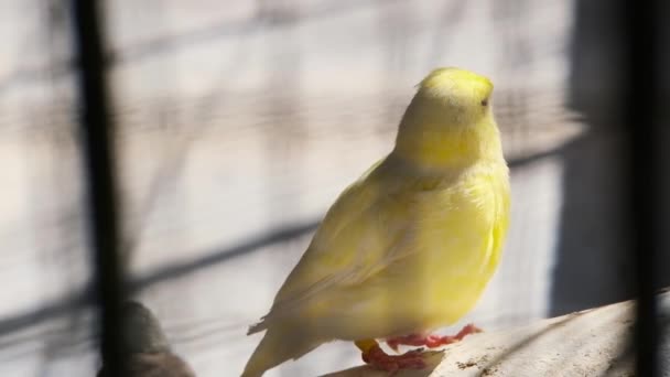 Quelques Oiseaux Exotiques Mangeoire — Video