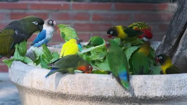 Perroquets Verts Mangent Des Feuilles Laitue Mangeoire — Video
