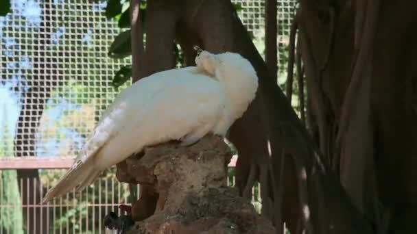 Biały Paw Siedzący Skale Szczotkujący Pióra — Wideo stockowe