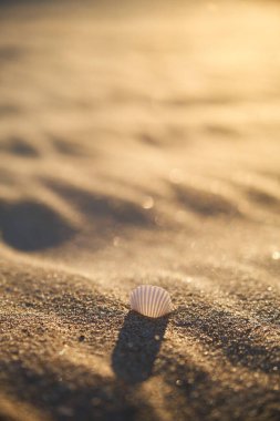 Sarı kumdaki beyaz kabuk.