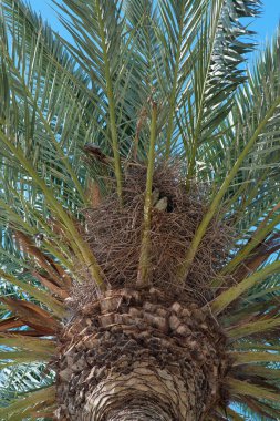 Palmiye ağacındaki yuvada bir çift papağan.