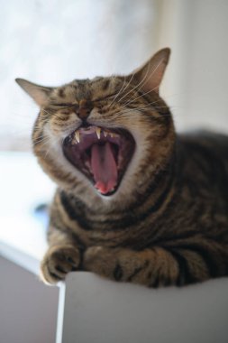 İngiliz kısa hava tekir kedisi yatmadan önce esner