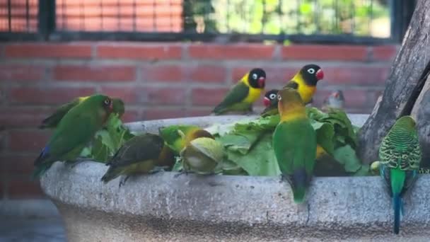Grüne Papageien Fressen Salatblätter Vom Futterhäuschen — Stockvideo