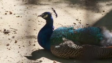 Hayvanat bahçesinde parlak mavi bir tavus kuşunun portresi