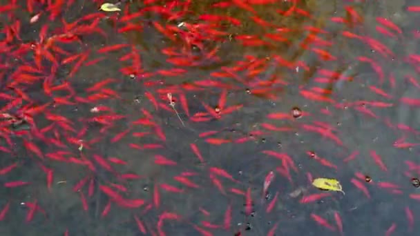 Een Kudde Van Rode Koi Vissen Een Tuin Waterplas — Stockvideo