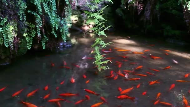 Ένα Σμήνος Από Κόκκινα Ψάρια Koi Μια Λίμνη Κήπο — Αρχείο Βίντεο
