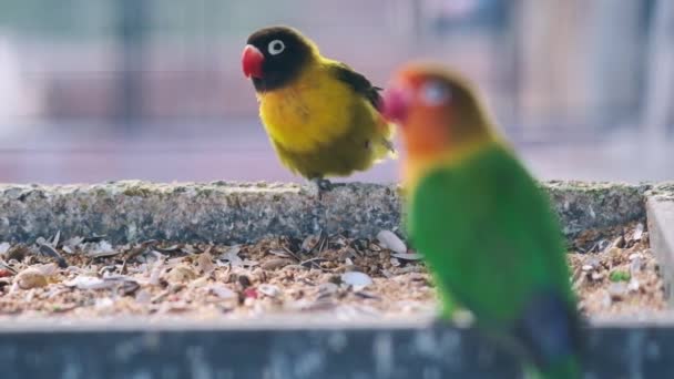 彩色的鹦鹉吃喂食器慢动作的食物 — 图库视频影像