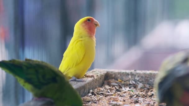 Fargede Papegøyer Spiser Fra Materen Langsom Bevegelse – stockvideo