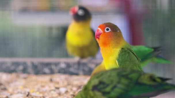 Papagaios Coloridos Comem Alimentador Câmera Lenta — Vídeo de Stock