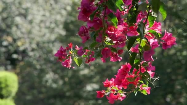Gałąź Czerwonymi Kwiatami Bugenwilli — Wideo stockowe