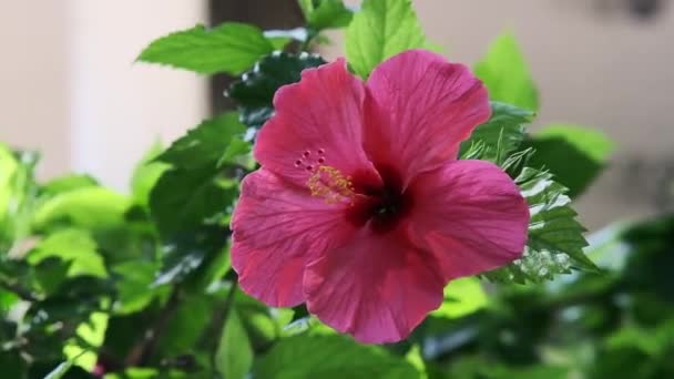 Κόκκινο Λουλούδι Ιβίσκου Κοντά Στον Κήπο — Αρχείο Βίντεο