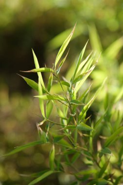 Yeşil yapraklı, yakın plan bambu dalı