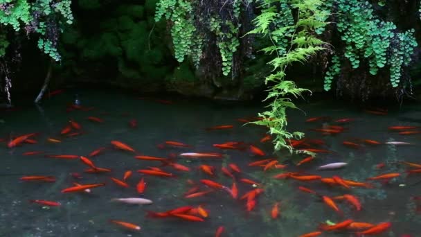 Een Kudde Van Rode Koi Vissen Een Tuin Waterplas — Stockvideo