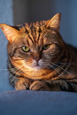 Çizgili bir İngiliz kısa mesafe kedisinin güzel portresi.