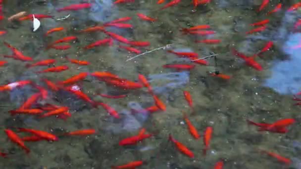花园池塘里的一群红鱼 — 图库视频影像