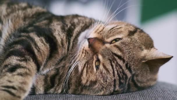 Розслаблений Смугастий Кіт Лежить Спині — стокове відео