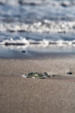 Güneş ışığı kumları, denizlerin nazik dokunuşlarıyla şekillenmiş kıpkırmızı bir cam parçasını ortaya çıkarıyor. Dalgalarla cilalanmış doğa sanat eserleri.