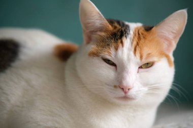 Kırmızı benekli beyaz bir kedinin yakın plan portresi.