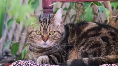 Çizgili bir kedi balkonda bir sandalyede dinleniyor.