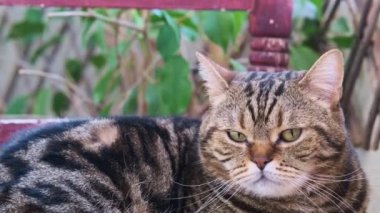 Çizgili bir kedi balkonda bir sandalyede dinleniyor.