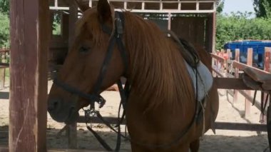 Ahırda binicileri bekleyen birkaç at var.