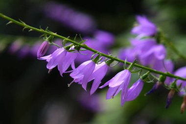Parlak mor BlueBell çiçeklerine yakın plan