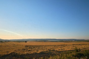 Bir biçerdöver tarlada buğday hasat eder altın saatte çekilmiş bir resimde.