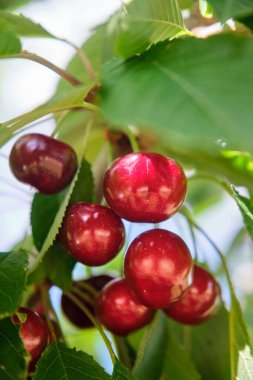 Olgun kirazlar yeşil yaprakların arasında bir dalda