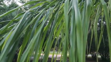 Yeşil bir palmiye dalına yakın plan