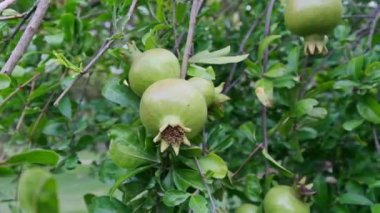 Nar ağacının yeşil dalından.