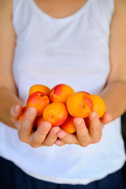 Kayısılar kadınların ellerinde yakınlaşıyor.