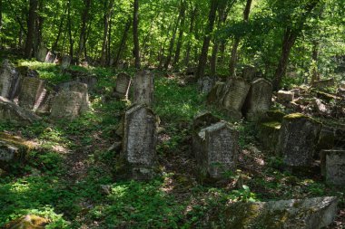 Ormandaki mezarlıkta mezar taşları var.
