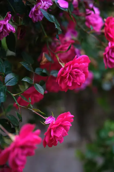 stock image Live small red roses outdoors