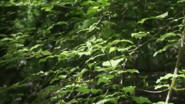 Rüzgarda sallanan yaprakları olan bir ağaç dalı.