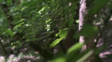 Rüzgarda sallanan yaprakları olan bir ağaç dalı.