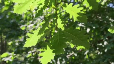 Rüzgarda sallanan yaprakları olan bir ağaç dalı.