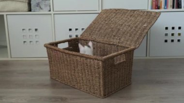 Küçük beyaz bir kedi sepetle oynuyor.