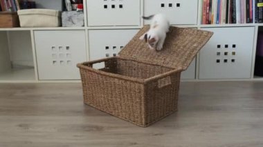 Küçük beyaz bir kedi sepetle oynuyor.