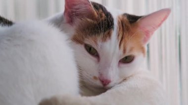 Pencerenin yanında üç renkli bir kedi duruyor.