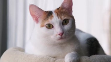 Pencerenin yanında üç renkli bir kedi duruyor.