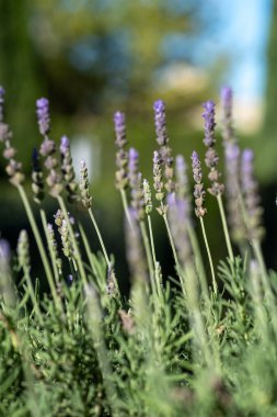 Yumuşak günbatımı ışığında güzel leylak çiçekleri yakın plan