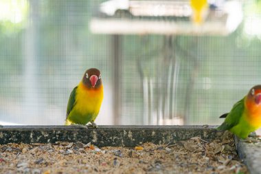 Parlak renkli papağan bir dala oturur.