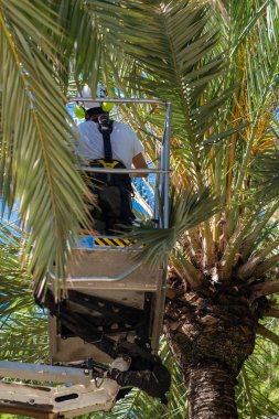 Asansörde çalışan bir işçi palmiye ağaçları kesiyor.