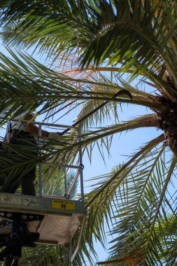 Asansörde çalışan bir işçi palmiye ağaçları kesiyor.
