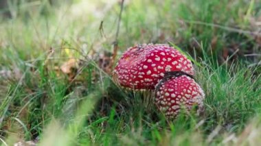 Ormandaki açık alanda zehirli bir mantar sineği.