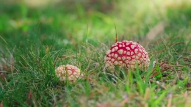 Ormandaki açık alanda zehirli bir mantar sineği.