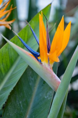 Strelitzia 'nın turuncu ve mavi büyük çiçeği.