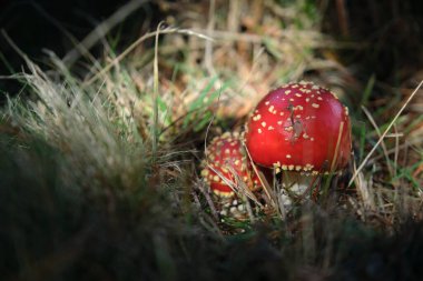 Ormanda, çayırda bir açıklıkta, sineklerde.