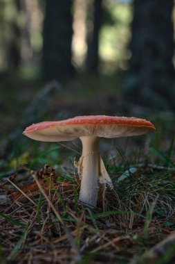 Ormanda, çayırda bir açıklıkta, sineklerde.