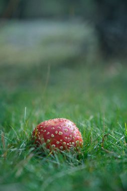 Ormanda, çayırda bir açıklıkta, sineklerde.